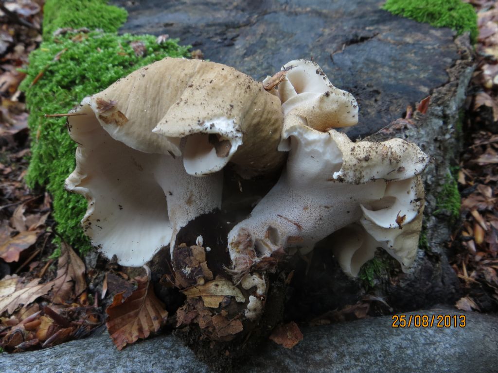 Polyporus sp